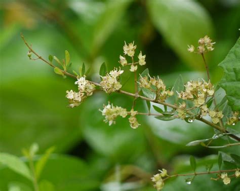 The henna plant: Transcending time, religion and culture